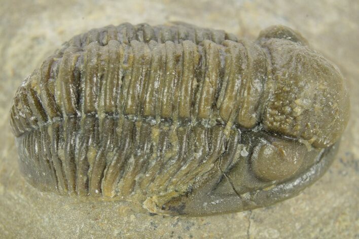Detailed Gerastos Trilobite Fossil - Morocco #377258